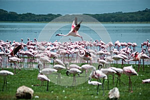 Pink Flamingo on the lake