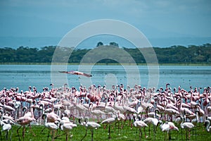 Pink Flamingo on the lake