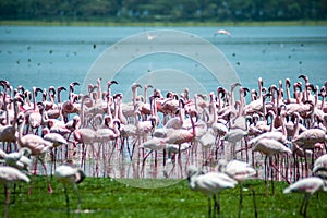 Pink Flamingo on the lake