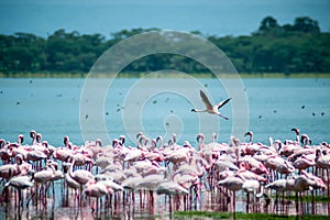 Pink Flamingo on the lake