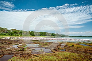 Pink Flamingo on the lake