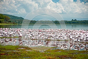 Pink Flamingo on the lake