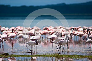 Pink Flamingo on the lake