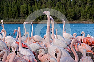 Pink flamingo on the lake