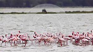 Pink Flamingo in Lake Amboseli Kenya