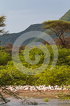 Pink flamingo of Lake Baringo. Kenya, Africa