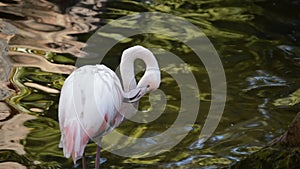 Pink flamingo in a lake cleaning her feathers - Phoenicopterus roseus