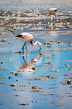 Pink flamingo in Lake Hedionda , Bolivia