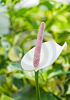 Pink Flamingo lily flower