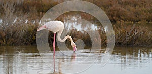 Pink flamingo looks for food in the pond in Oristano, southern Sardinia