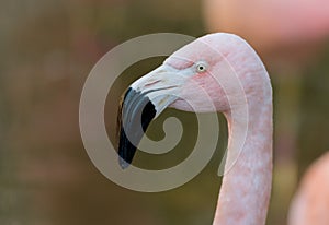Pink Flamingo Looks Left