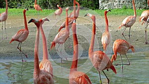 The pink flamingo. Many flamingos in a wildlife. Orange and pink flamingos.