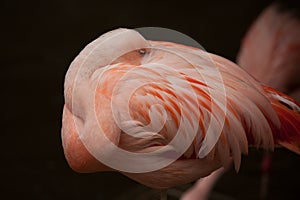 Pink Flamingo neck bent and sleeping