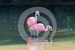 Pink Flamingo - Phoenicopteriformes stands in the pond water, has its head in the water and hunts for food. Its image is reflected