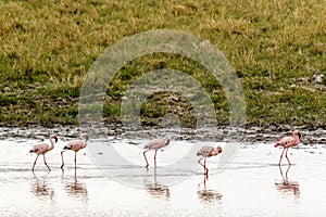 Pink flamingo Phoenicopterus at the Ngorongoro crater national park, Tanzania. Wildlife photo
