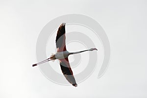 Pink flamingo (Phoenicopterus roseus) flying