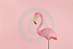 Pink flamingo on a pink background