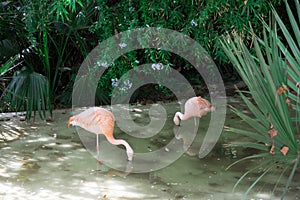 Pink flamingo in the pond with green leaves background, Phoenicopterus ruber