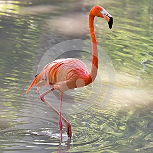 Pink flamingo on a pond in nature