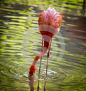 Pink flamingo on a pond in nature