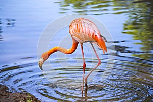 Pink flamingo on a pond in nature