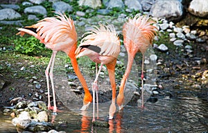 Pink flamingo on a pond in nature