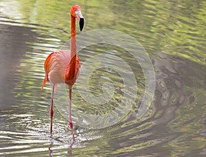 Pink flamingo on a pond in nature