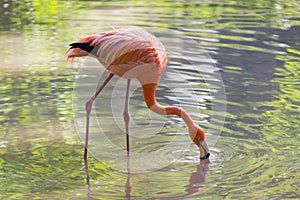 Pink flamingo on a pond in nature