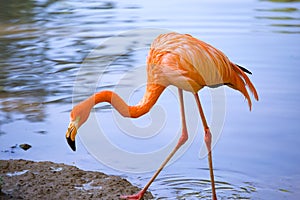 Pink flamingo on a pond in nature