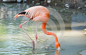 Pink flamingo on a pond in nature