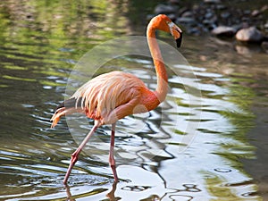 Pink flamingo on a pond in nature