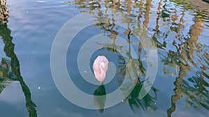 Pink flamingo in a pond in Palm Desert, California