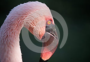 Pink Flamingo Portrait