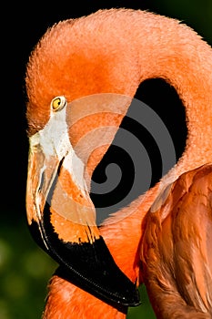 Pink Flamingo  Portrait Close-Up Zoo