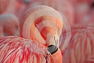 Pink flamingo photo