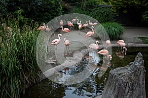 Pink flamingo portrait in Seattle zoo