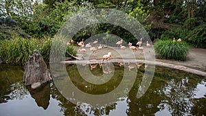 Pink flamingo portrait in Seattle zoo