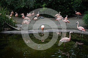 Pink flamingo portrait in Seattle zoo