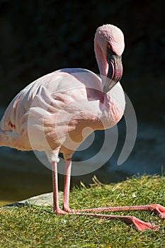 Pink flamingo posing