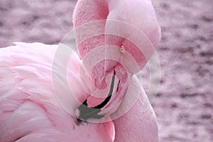 Pink Flamingo Preening