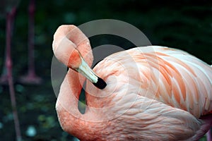 Pink flamingo preening