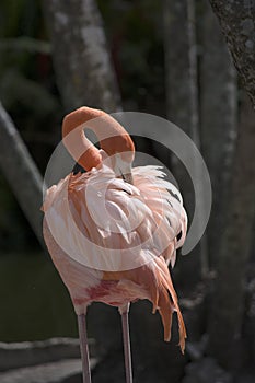 Pink flamingo preening its delicate creamy orange feathers in a natural setting