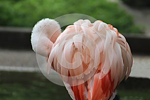 Pink Flamingo Preening its Feathers