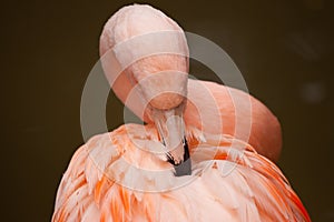 Pink Flamingo preening itself