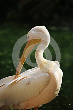 Pink Flamingo preening itself