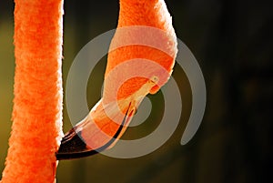 A pink flamingo prunes the feathers on its neck