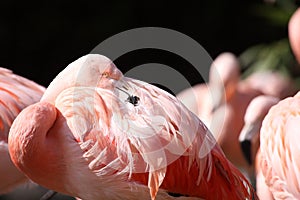 Pink flamingo resting or sleeping
