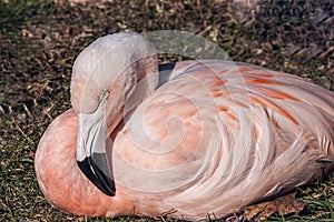 Pink flamingo resting in the sunlight