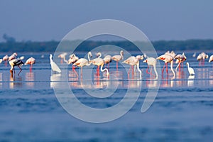 Pink Flamingo`s wading through the water