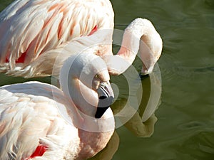 Pink Flamingo's wading in water habitat at zoo